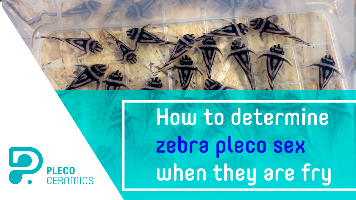 How To Determine Zebra Pleco Sex When They Are Fry Pleco Ceramics 8006