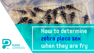 HOW TO DETERMINE ZEBRA PLECO SEX WHEN THEY ARE FRY