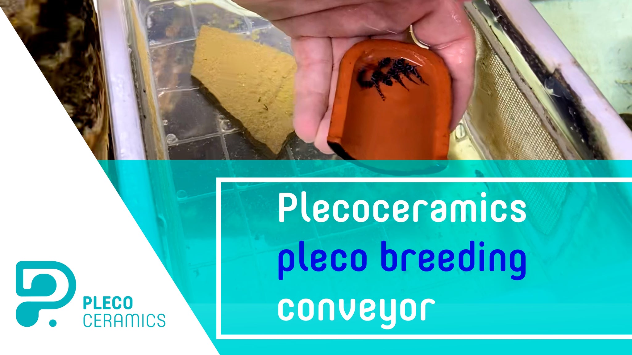 Plecoceramics pleco breeding conveyor