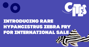 Introducing Rare Hypancistrus Zebra Fry for International Sale