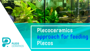 Plecoceramics approach for feeding Plecos