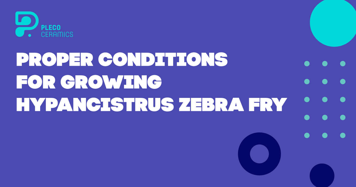 Our First article "Proper Conditions for Growing Hypancistrus Zebra L046 fry already available in lifehacks category.
