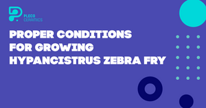 Our First article "Proper Conditions for Growing Hypancistrus Zebra L046 fry already available in lifehacks category.