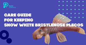 CARE GUIDE for Keeping Snow White Bristlenose Plecos