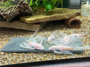 Navigating the Complexities of Feeding Plecos