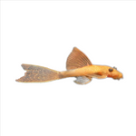 Load image into Gallery viewer, Plecoceramics Britlenose Super Red Long fins
