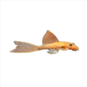 Plecoceramics Britlenose Super Red Long fins