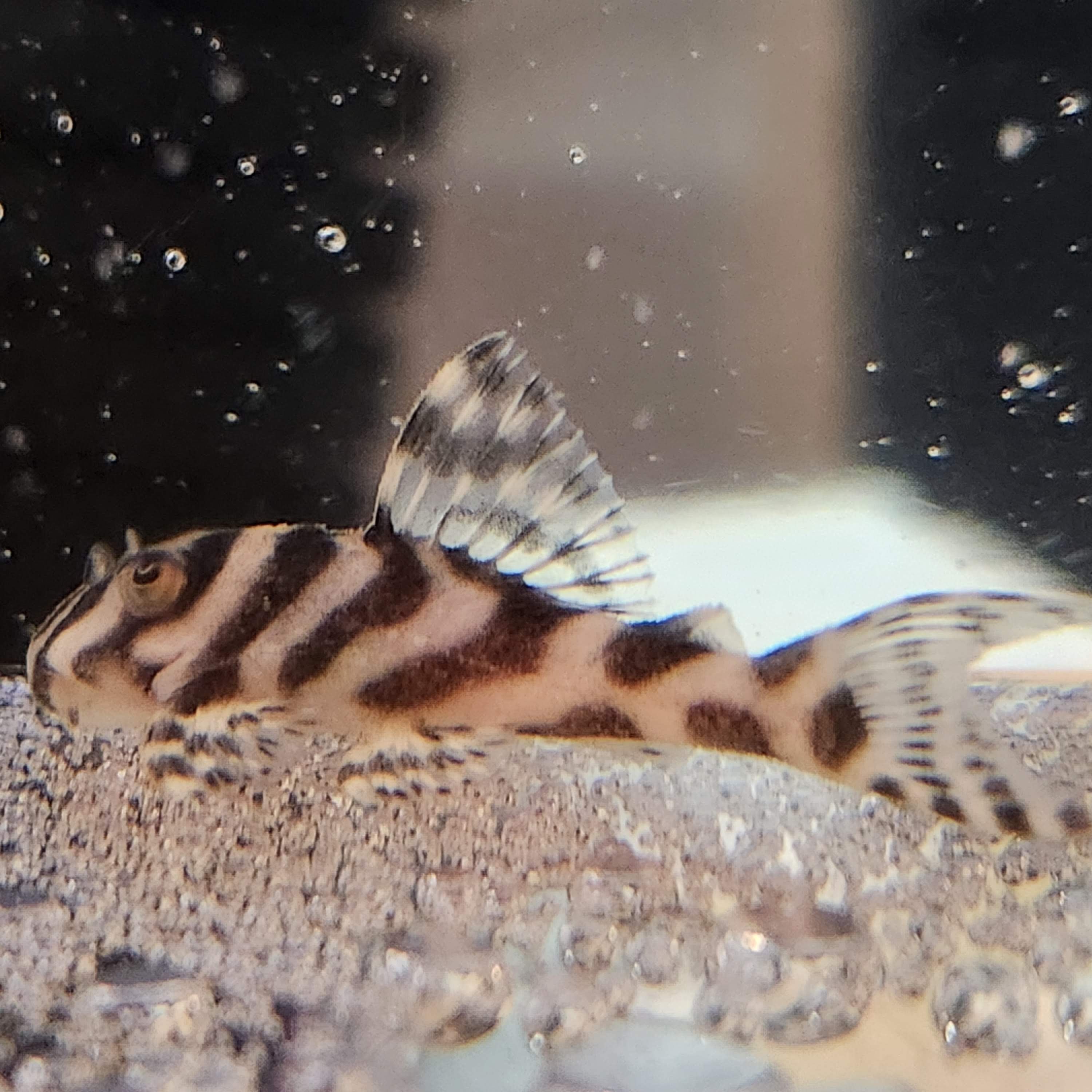 Hypancistrus L236 Pleco - Basic Grade (1.25"-1.5")