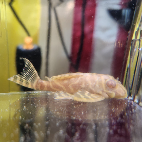 Hypancistrus L333 Albino Gold Tiger (1.25"-1.5")