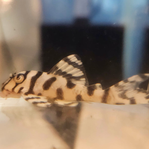 Hypancistrus L236 Pleco - Super Yellow (1.25"-1.5")