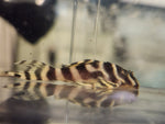 Load image into Gallery viewer, Hypancistrus L333 Gold Tiger Pleco - Plecoceramics Gold (1.25&quot;-1.5&quot;)
