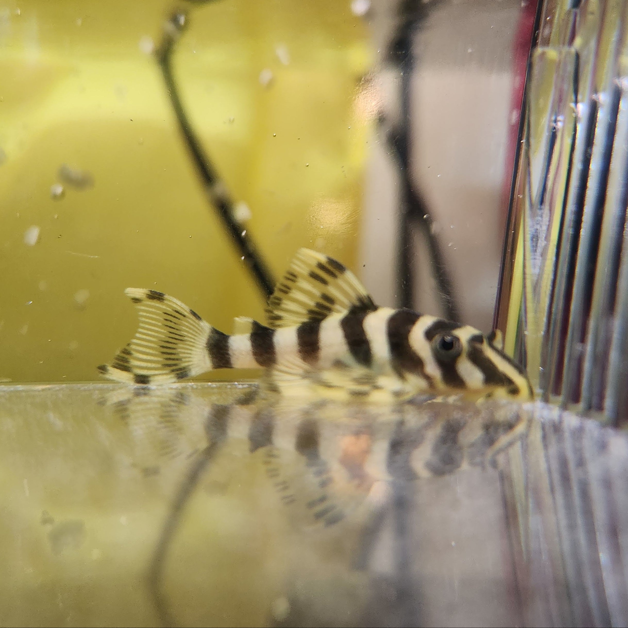 Leopard Frog Peckoltia Compta L134 Pleco (1.25