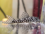 Load image into Gallery viewer, Hypancistrus L136b Pleco (1.25&quot;-1.5&quot;)
