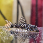 Load image into Gallery viewer, Hypancistrus L136b Pleco (1.25&quot;-1.5&quot;)
