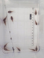Cargar imagen en el visor de la galería, Hypancistrus L174 Live Pleco - Ocelot (1.15&quot;-1.25&quot;)
