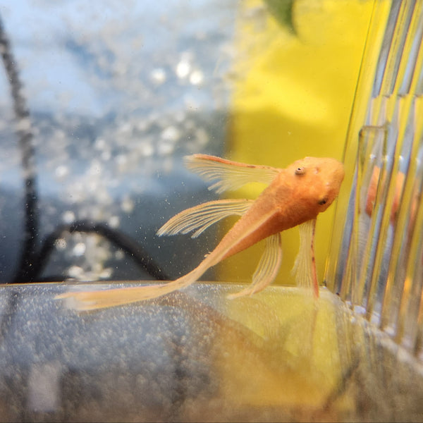 Ancistrus Britlenose Super Red Long-Fin (1.25"-1.5")