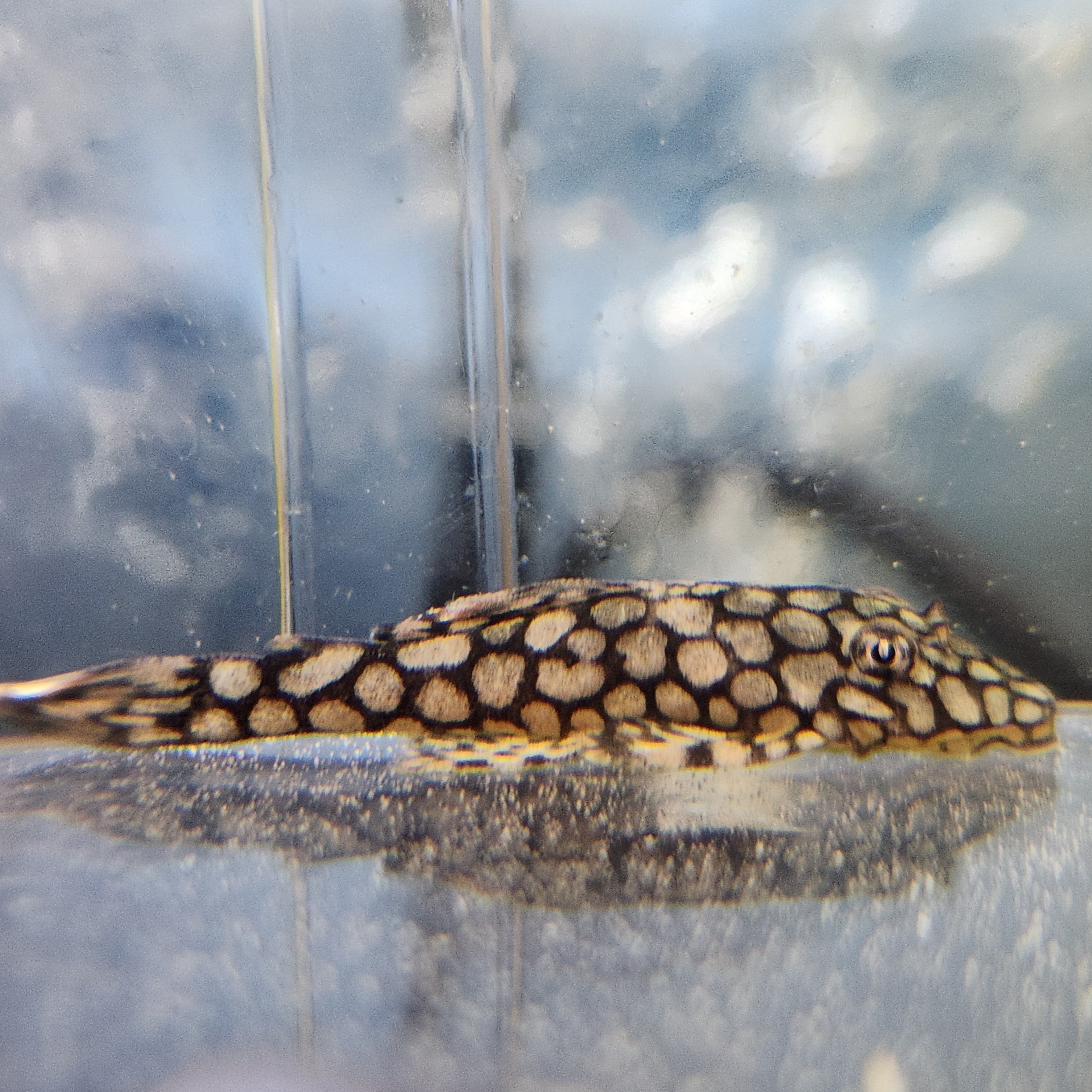 Ancistrus Bushynose L519 Honeycomb Kiefneri (1.25
