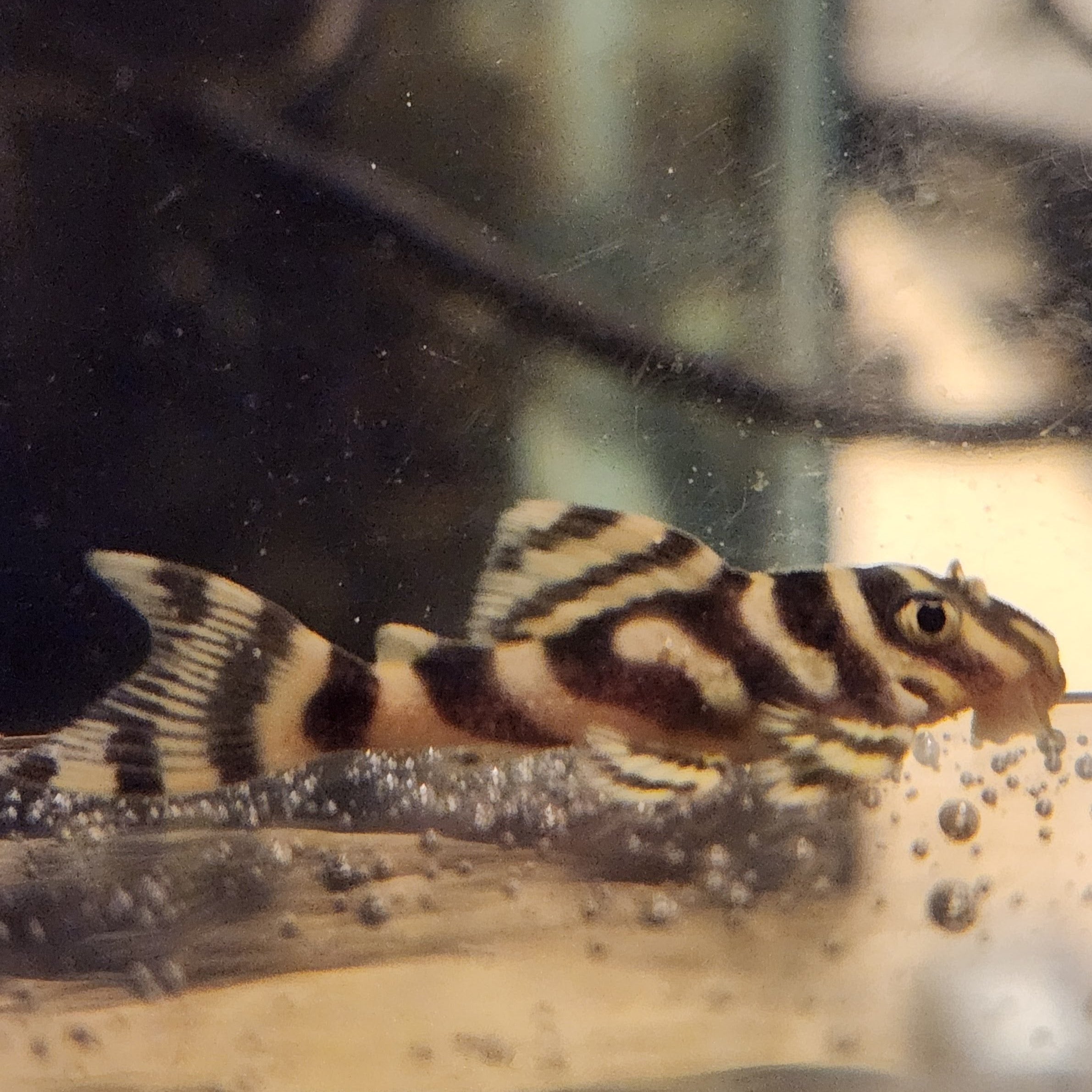 Hypancistrus L333 Gold Tiger Pleco - Plecoceramics Gold (1.25"-1.5")