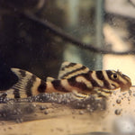 Load image into Gallery viewer, Hypancistrus L333 Gold Tiger Pleco - Plecoceramics Gold (1.25&quot;-1.5&quot;)
