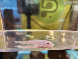 Ancistrus Bushynose Snow White Short-Fin (1.25"-1.5")