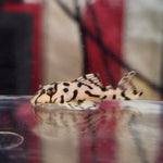 Load image into Gallery viewer, Hypancistrus L236 Pleco - Super White (1.25&quot;-1.5&quot;)
