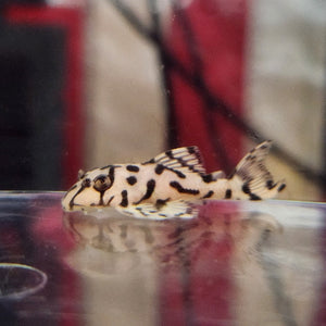 Hypancistrus L236 Pleco - Super White (1.25"-1.5")