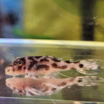 Cargar imagen en el visor de la galería, Hypancistrus L174 Live Pleco - Ocelot (1.15&quot;-1.25&quot;)
