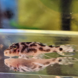 Hypancistrus L174 Live Pleco - Ocelot (1.15"-1.25")