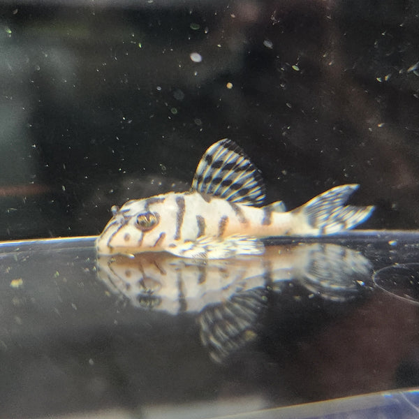 Hypancistrus L236 Pleco - Super Creamy White (1.25"-1.5")