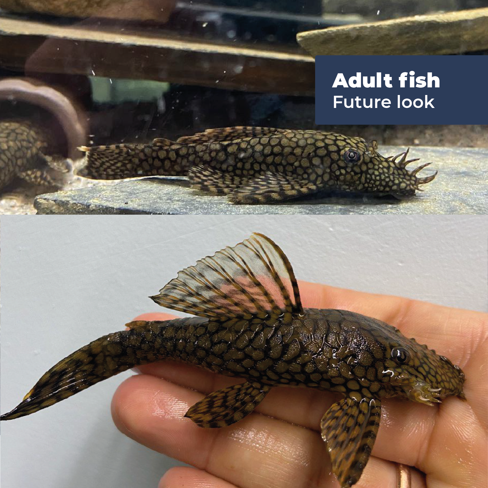 (РАСК of 10) Ancistrus Wabenmuster Pleco Live (Size 1.25"-1.5") - High Quality