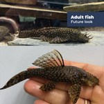 Load image into Gallery viewer, (РАСК of 10) Ancistrus Wabenmuster Pleco Live (Size 1.25&quot;-1.5&quot;) - High Quality
