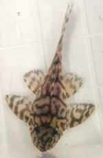 Load image into Gallery viewer, Plecoceramics Hypancistrus L236 SY Super Yellow
