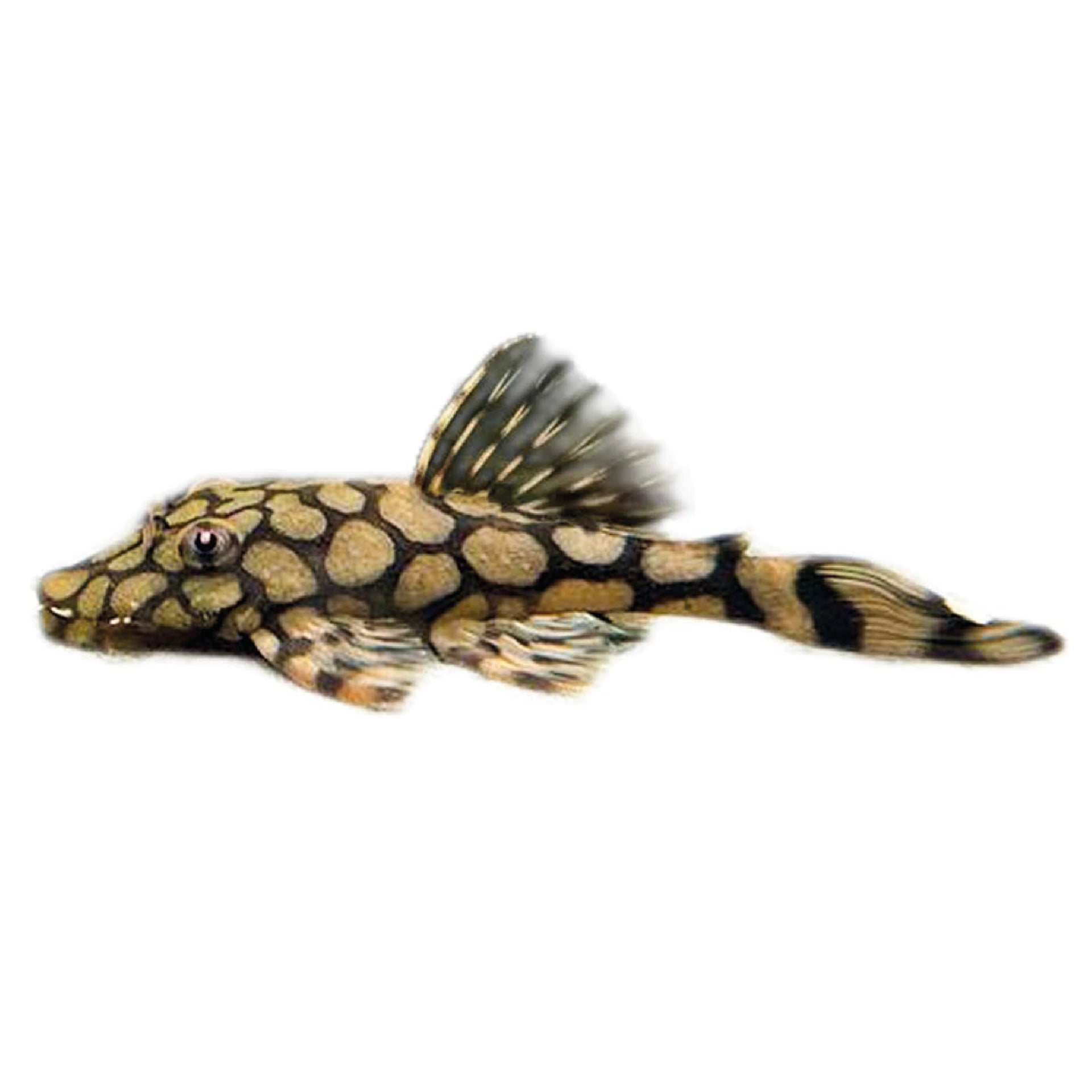 Plecoceramics Britlenose L519 kiefneri - Live Fish