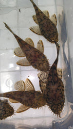 Load image into Gallery viewer, Plecoceramics Britlenose L519 kiefneri - Live Fish
