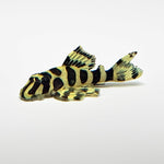 Load image into Gallery viewer, Leopard Frog Peckoltia Compta L134 Live Pleco
