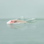 Load image into Gallery viewer, Plecoceramics Britlenose Snow White Long fin

