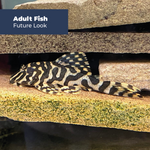 Load image into Gallery viewer, Leopard Frog Peckoltia Compta L134 Live Pleco
