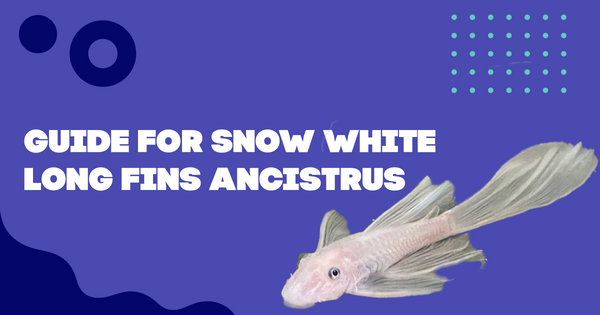 Plecoceramics Guide to Keeping and Breeding Snow White Long Fins