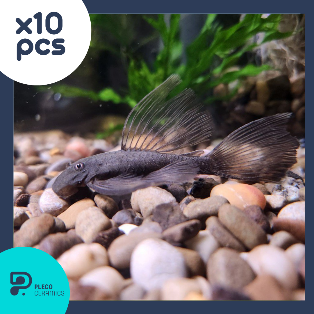 (РАСК  of 10) Ancistrus Green Dragon Long-Fin Live (1.25"-1.5")