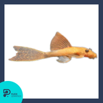 Load image into Gallery viewer, Plecoceramics Britlenose Super Red Long fins
