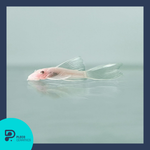 Load image into Gallery viewer, Plecoceramics Britlenose Snow White Long fin
