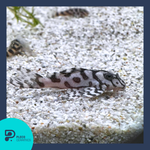 Load image into Gallery viewer, Plecoceramics Hypancistrus L236 SW Super White
