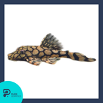 Load image into Gallery viewer, Plecoceramics Britlenose L519 kiefneri - Live Fish
