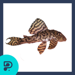 Load image into Gallery viewer, Plecoceramics Hypancistrus L236 SY Super Yellow
