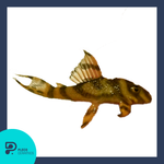 Load image into Gallery viewer, Plecoceramics Hypancistrus L333 grade A
