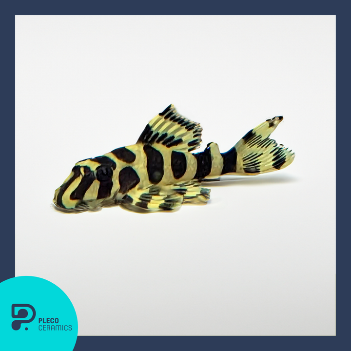 Leopard Frog Peckoltia Compta L134 Pleco (1.25