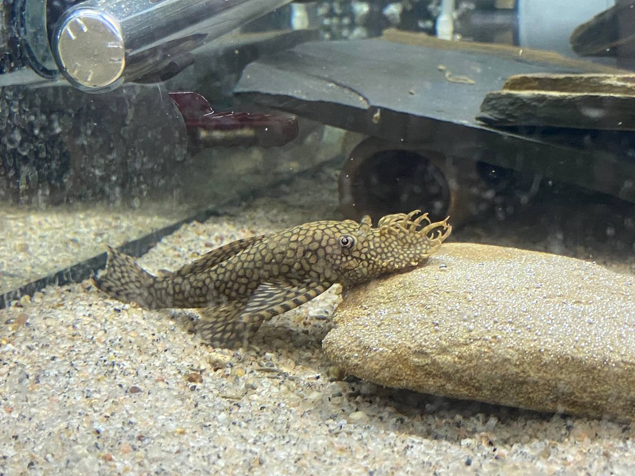 Ancistrus Wabenmuster Pleco Live (Size 1.25"-1.5") - High Quality