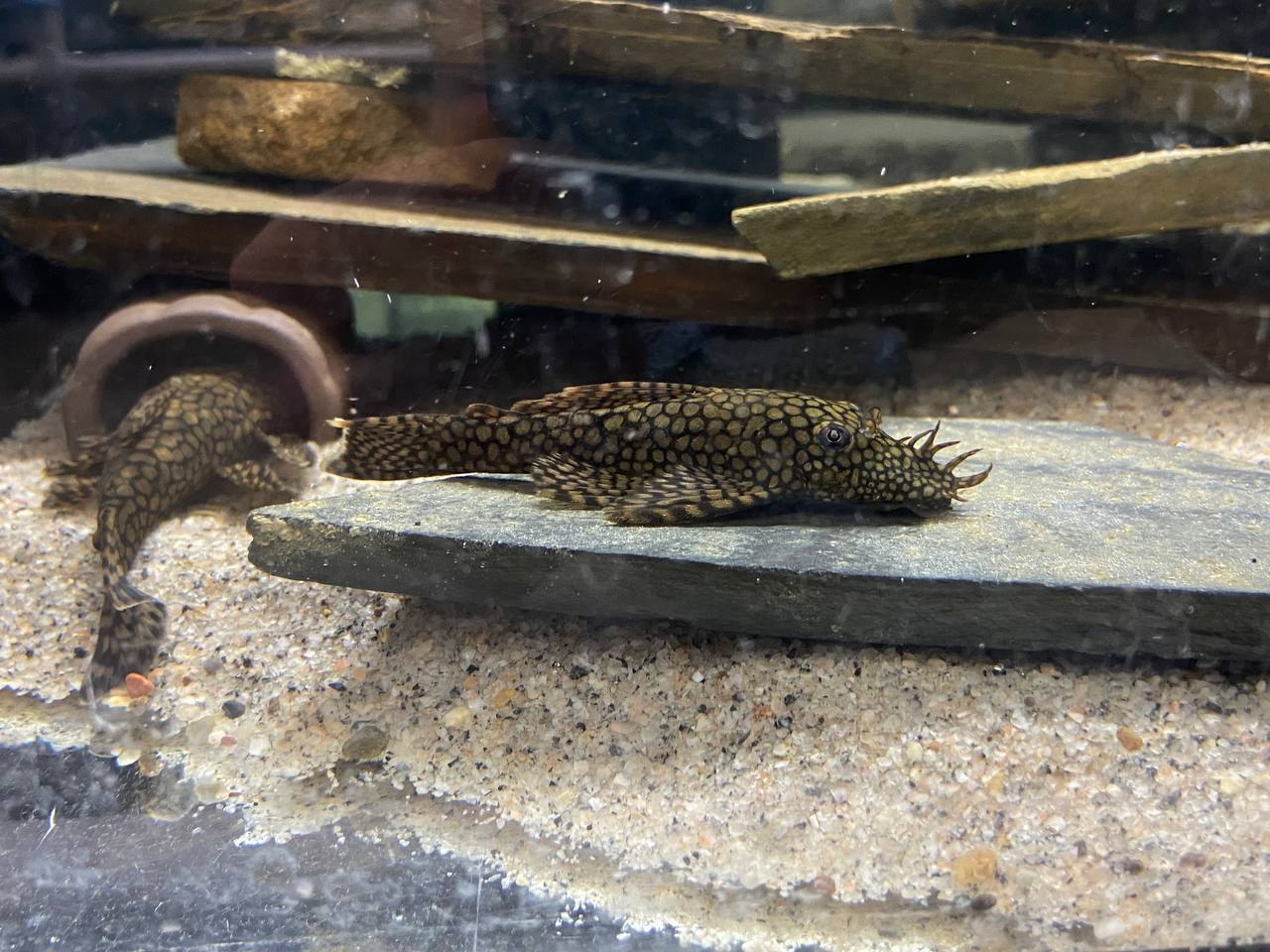 Ancistrus Wabenmuster Pleco Live (Size 1.25"-1.5") - High Quality