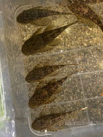 Load image into Gallery viewer, Ancistrus Wabenmuster Pleco Live (Size 1.25&quot;-1.5&quot;) - High Quality
