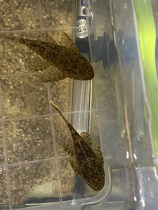 Ancistrus Wabenmuster Pleco Live (Size 1.25"-1.5") - High Quality